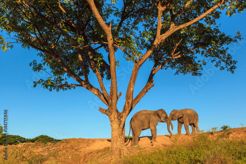 Couple Elphant under the tree