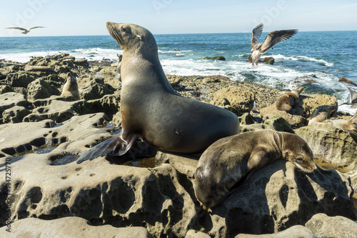 Sea Lion family on the beach, La Jolla, California.