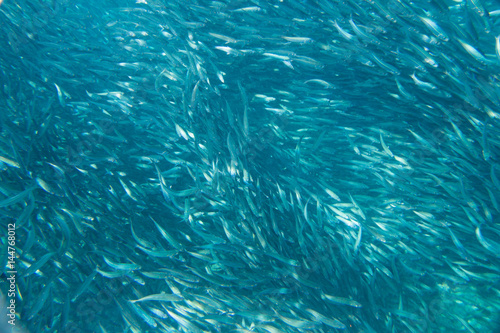 Large flock of fish in ocean.