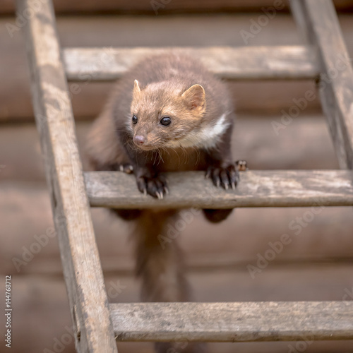 Stone marten sitting on ladder