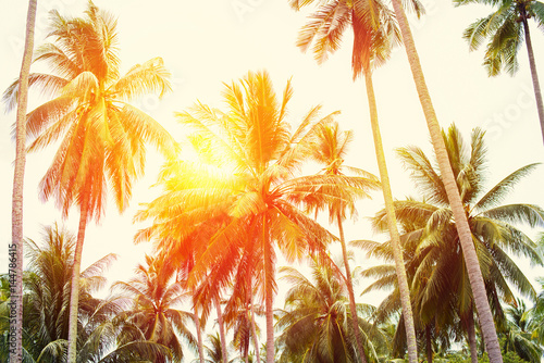 Palm Trees Jungle Toned Tropical Holiday View