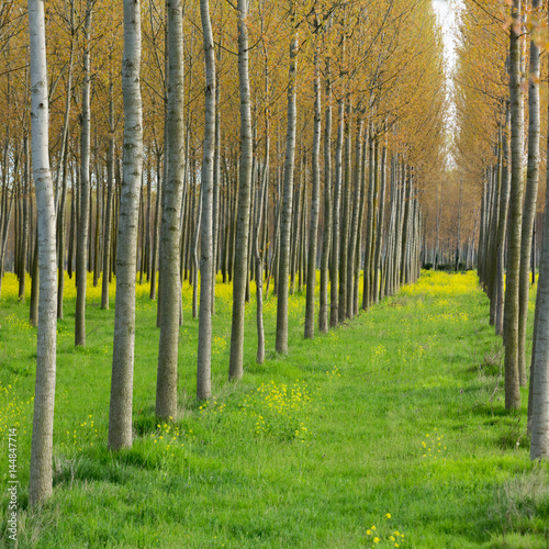 rows of cultivated poplar trees