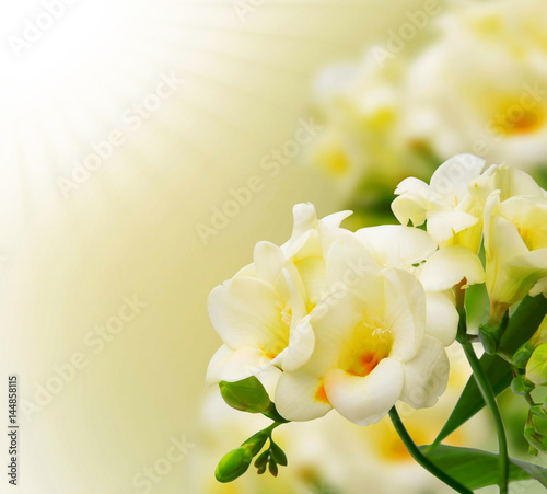 Beautiful yellow freesia background.Blooming freesia flowers on bokeh yellow background