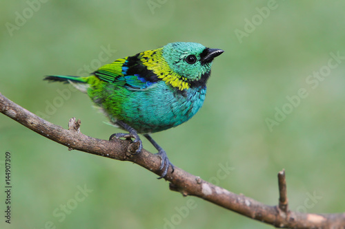 Green-headed Tanager on the Brunch