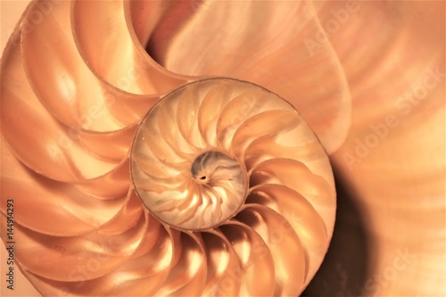 shell nautilus cross section spiral coral symmetry Fibonacci half golden ratio structure growth close up mother of pearl close up ( pompilius nautilus ) stock, photo, photograph, picture, image, 