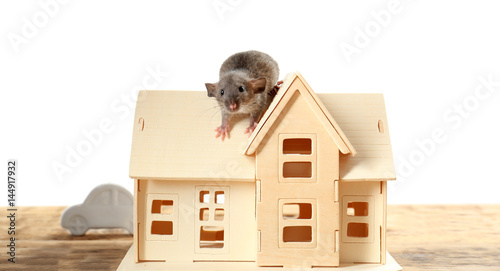 Cute funny rat and decorative house model on wooden table against white background