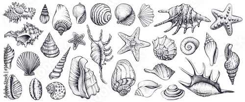 Seashells vector set. Hand drawn illustrations.