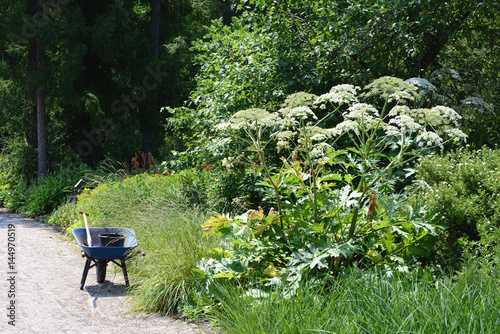 giant hogweed (Heracleum mantegazzianum)