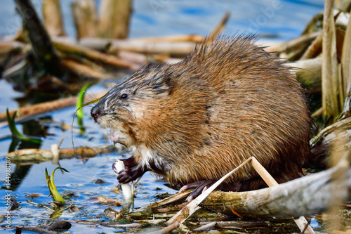 Muskrat