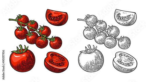 Set of hand drawn tomatoes. Branch, whole and slice.
