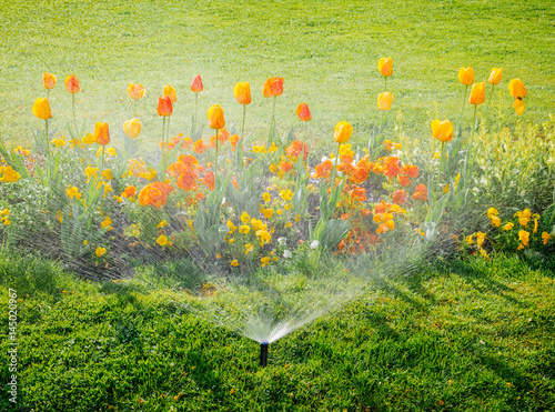 Smart garden activated with full automatic sprinkler irrigation system working early in the morning in green park - watering lawn and colourful flowers tulips narcissus and other types of spring flowe