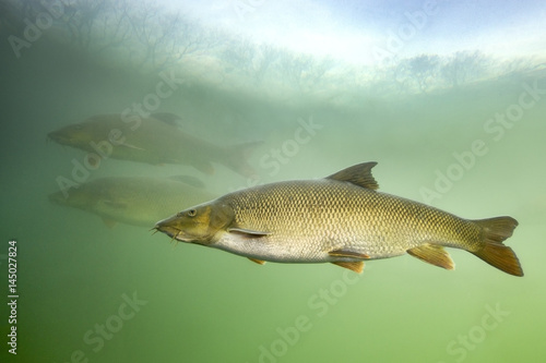 Barbel (Barbus barbus) Underwater close up photography of a nice fish. Freshwater fish in the clean river and green bacground. Wildlife animal.