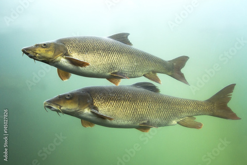 Barbel (Barbus barbus) Underwater close up photography of a nice fish. Freshwater fish in the clean river and green bacground. Wildlife animal.