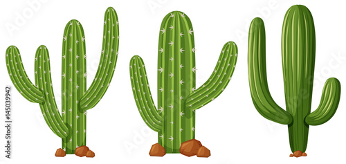 Different shapes of cactus