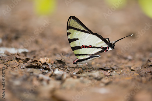 Close-up of beautiful butterfly resting on the ground