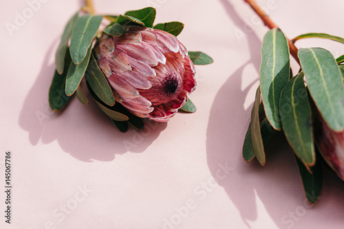 Floral frame with protea flowers on pink background. Top view