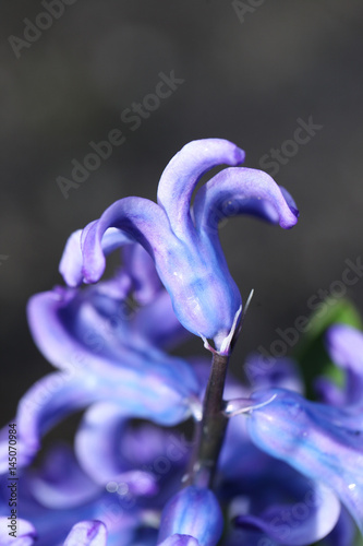 kwiaty - niebieskie hiacynty 