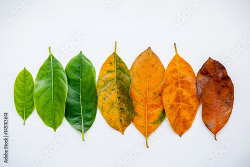 Leaves of different age of jack fruit tree on white background. Ageing and seasonal concept colorful leaves with flat lay and copy space.