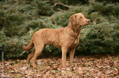  Chesapeake Bay Retriever dog in the forest.