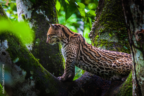 Oncilla. Wild cat on a tree. Wild cats. Ecuador.