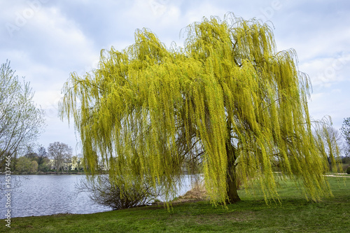 A willow tree stands near the riverside