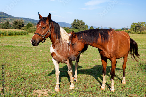 Two horses on the nature background