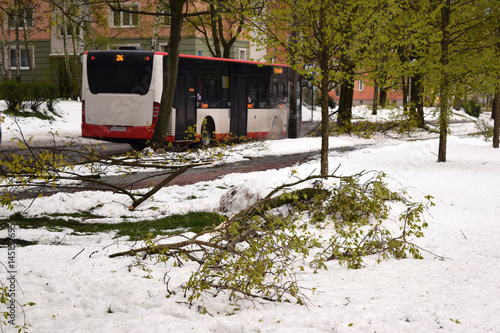 Krajobraz po burzy śnieżnej. Połamane gałęzie. Autobus w tle.