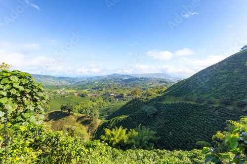 Bamboo plants grow among coffee plants on a coffee plantation near Manizales in the Coffee Triangle of Colombia.