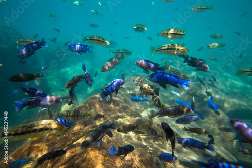 Underwater world of Lake Malawi - Malawi