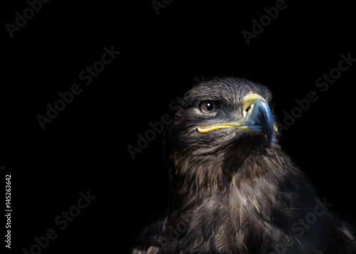 Eagle on black