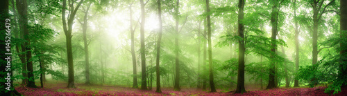 Green forest panorama with soft rays of light falling through fog and flattering the fresh foliage