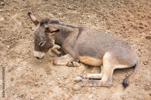Alone donkey got sick and crying in a farm.