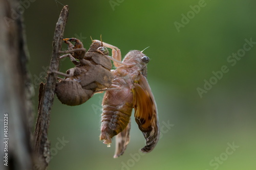 Cicada,insect,Cicada changing its with last molt - the transformation into an adult insect.