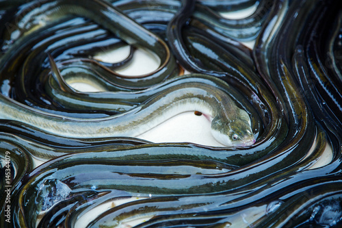 eel fish for sale at French provincial market