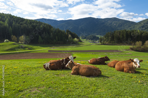 Lovely brown and white cows resting in a beautiful spring green meadow in the alps at Lorenzo di Sebato, Trentino, Italy