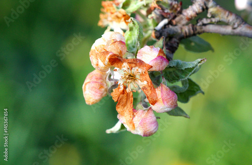 apple blossom damaged by morning frost in region of prespa,macedonia