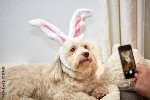 Taking photo of havanese dog with easter bunny ears