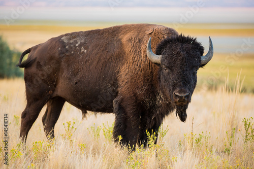 American Bison Buffalo