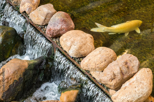 Carp or Koi fish in a natural stone pond