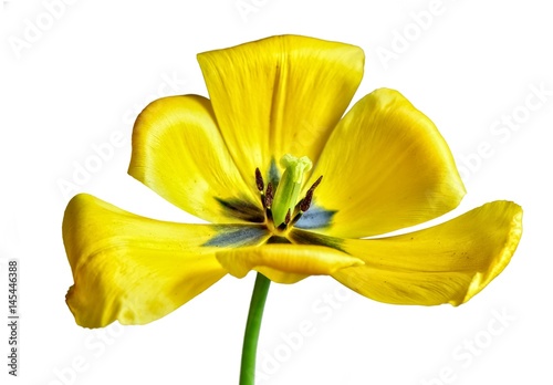 Otwarty na świat. Studium dużego, żółtego tulipana w pełnym rozkwicie