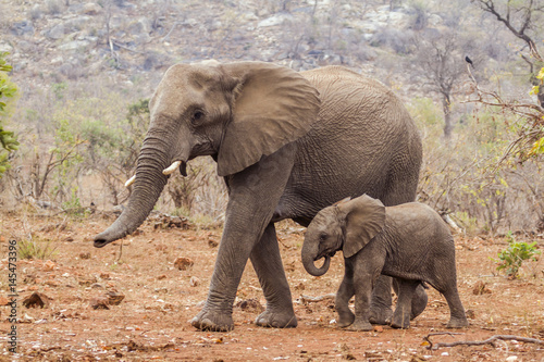 African bush elephant in Kruger National park, South Africa