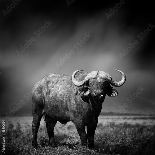 Black and white image of a buffalo