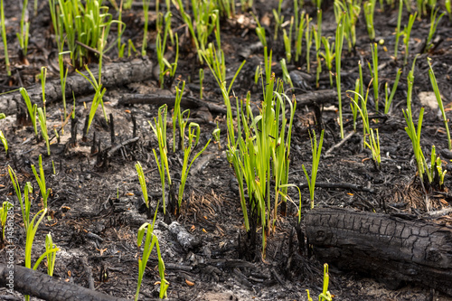 Green grass sprouts sprout through the ashes after a fire in a coniferous forest