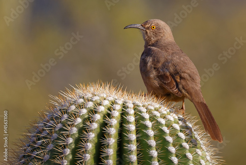 Curve Billed Thrasher & Bokeh effect in the background, taken in Tucson Arizona