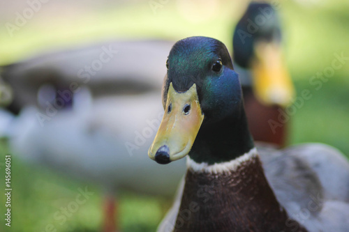 Ánade real o azulón (Anas platyrhynchos) en Suiza