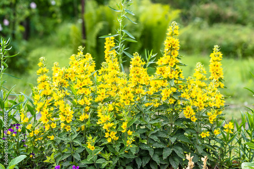 Beautiful summer flowers in the garden - yellow loosestrife, (Lysimachia punctata)