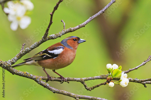 colored songbird sitting on a branch of flowers