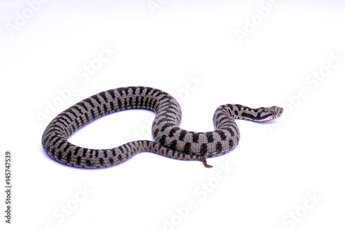 Vipère aspic (vipera aspis atra)