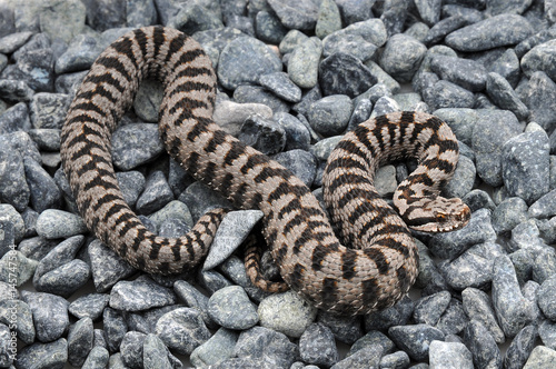 Vipère aspic (vipera aspis atra)