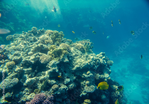 beautiful and diverse coral reef and fish of the red sea